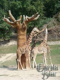 Жираф - самое высокое животное в мире