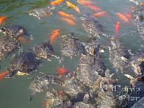 Черепахи и золотые рыбки в пруду