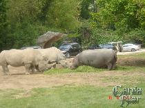 Носороги и бегемоты вместе